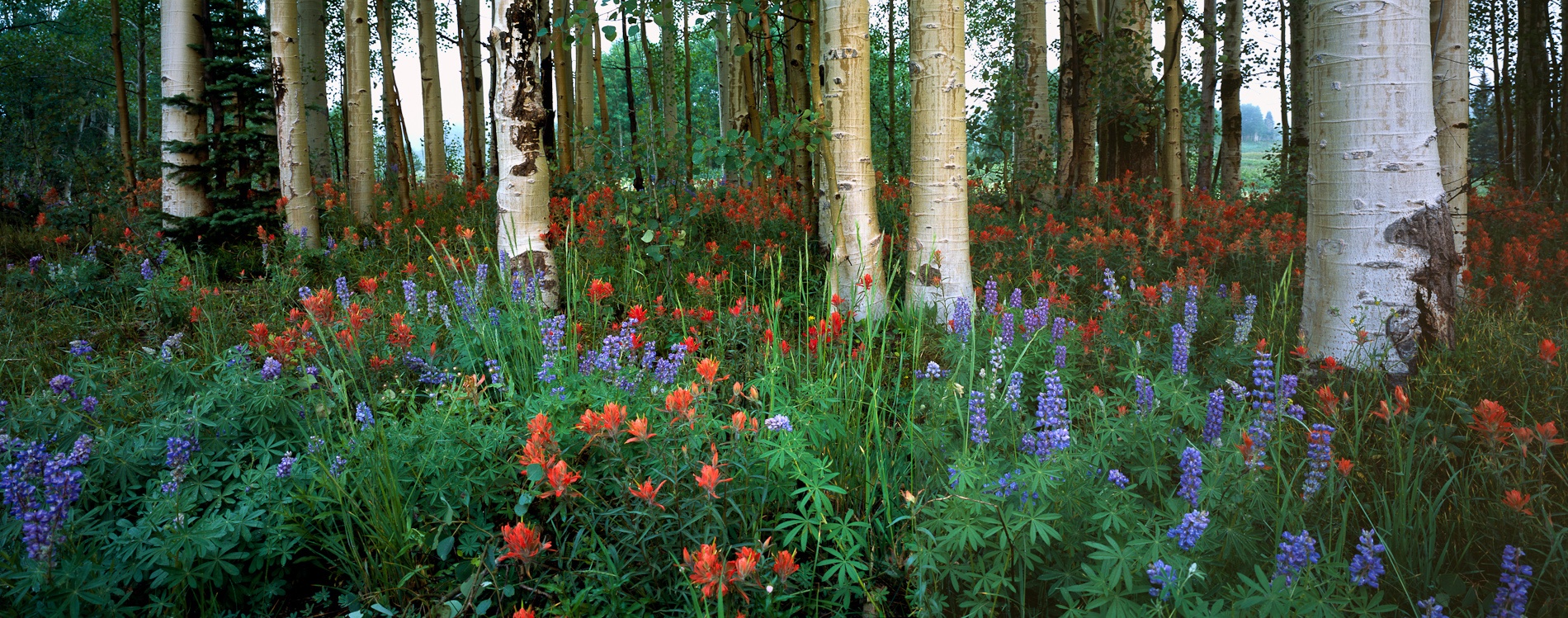 steamboat-rabbit-ears-pass