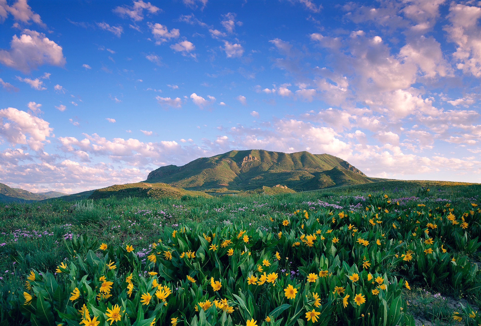 steamboat-wildflowers-sleeping-giant