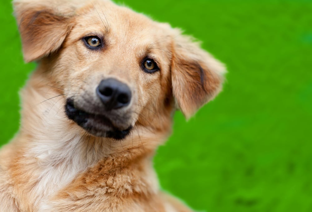 Excited dog jumping outdoors - over a green background