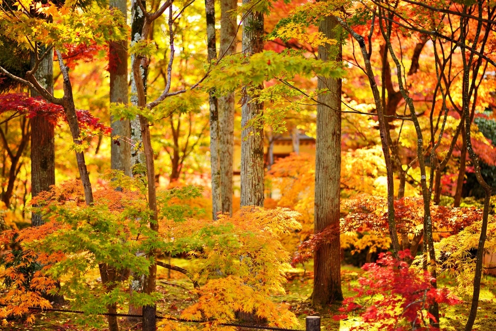 Fall foliage at Eikando Temple in Kyoto, Japan.